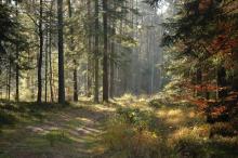 Lasy Nadleśnictwa Janów Lubelski